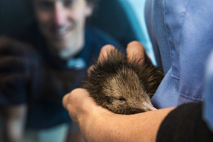 National Kiwi Hatchery - Kiwi Encounter Guided Tour - Photo 1 of 15